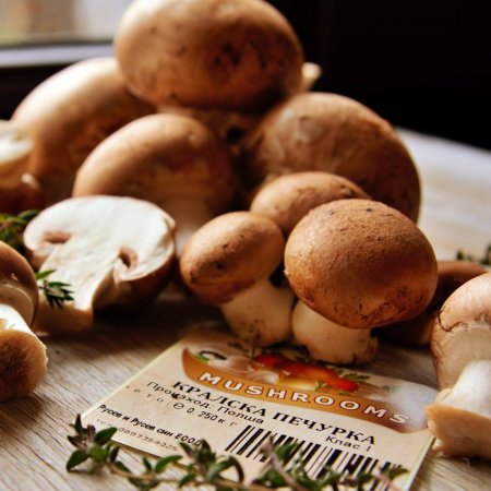 Agaricus augustus