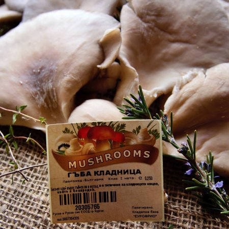 Pleurotus ostreatus